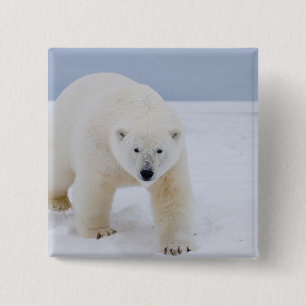 ijsbeer, Ursus maritimus, op ijs en sneeuw, Vierkante Button 5,1 Cm