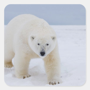 ijsbeer, Ursus maritimus, op ijs en sneeuw, Vierkante Sticker