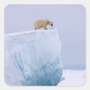 ijsbeer, Ursus maritimus Vierkante Sticker