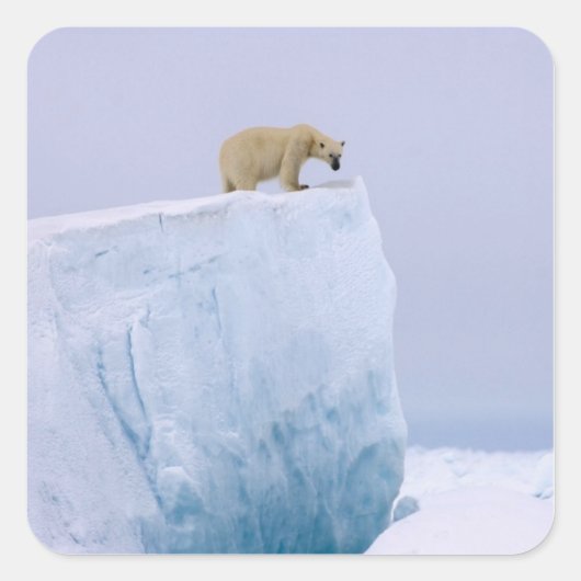 ijsbeer, Ursus maritimus Vierkante Sticker (Voorkant)