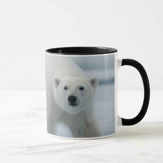Ijsbeer, Ursus Maritimus, Volwassen Mok (Rechts)