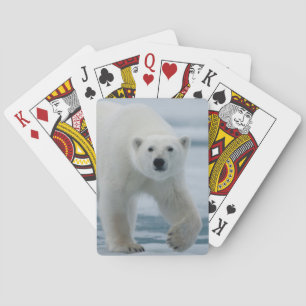 Ijsbeer, Ursus Maritimus, Volwassen Speelkaarten