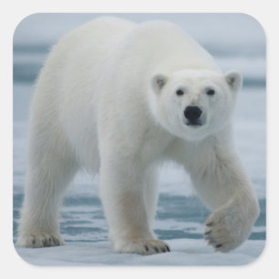 Ijsbeer, Ursus Maritimus, Volwassen Vierkante Sticker