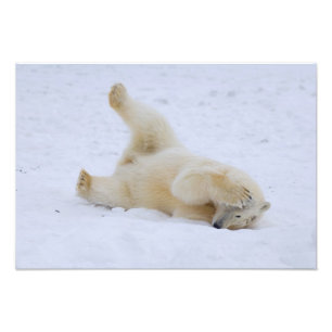 ijsbeer, Ursus maritimus, welp rollend Foto Afdruk