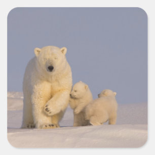 ijsbeer, Ursus maritimus, zeug met pasgeboren jong Vierkante Sticker