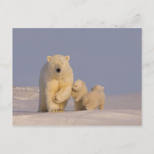 ijsbeer, Ursus maritimus, zeug met pasgeborene Briefkaart