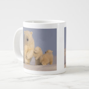 ijsbeer, Ursus maritimus, zeug met pasgeborene Grote Koffiekop