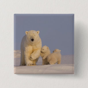 ijsbeer, Ursus maritimus, zeug met pasgeborene Vierkante Button 5,1 Cm