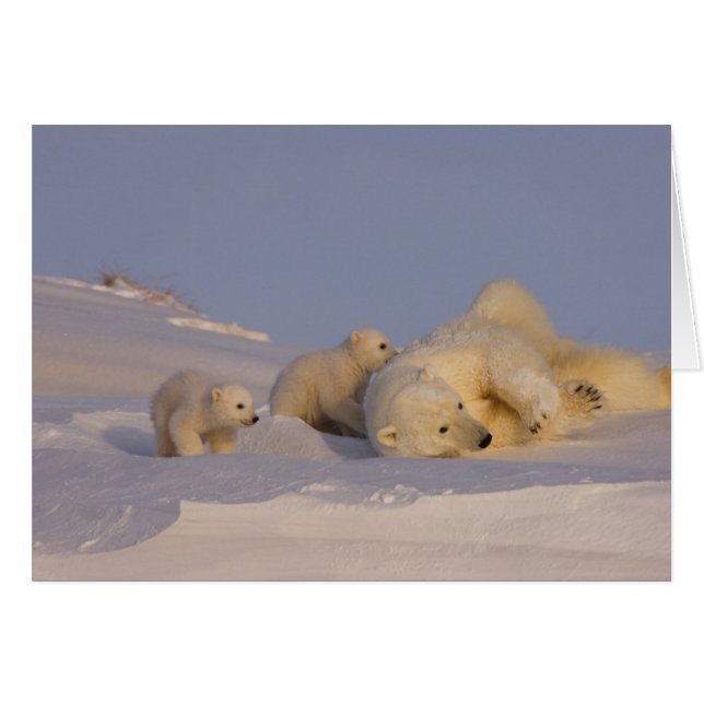 ijsbeer, Ursus maritimus, zeug speelt (Voorkant Horizontaal)