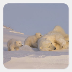 ijsbeer, Ursus maritimus, zeug speelt Vierkante Sticker