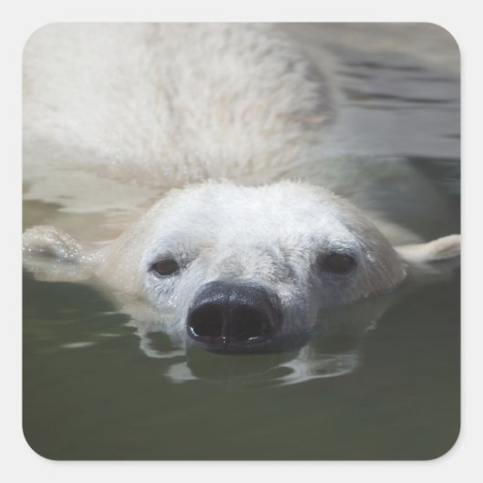 Ijsbeer Vierkante Sticker (Voorkant)