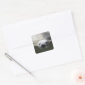 Ijsbeer Vierkante Sticker (Envelop)