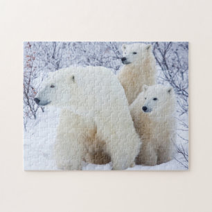 Ijsberen en twee welpen legpuzzel