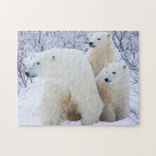 Ijsberen en twee welpen legpuzzel (Horizontaal)