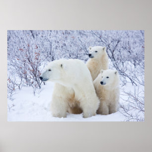 Ijsberen en twee welpen poster