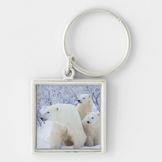 Ijsberen en twee welpen sleutelhanger (Voorkant)