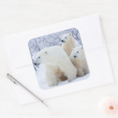 Ijsberen en twee welpen vierkante sticker (Envelop)