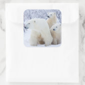 Ijsberen en twee welpen vierkante sticker (Tas)