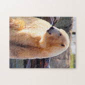 IJsberen. Legpuzzel (Horizontaal)