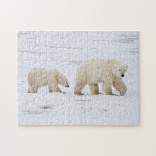 IJsberen vrouwtje en twee welpen Legpuzzel (Horizontaal)
