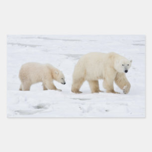 IJsberen vrouwtje en twee welpen Rechthoekige Sticker