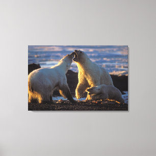 Ijsberenmoeder met welp aan de zijkant, 1002 kust canvas afdruk