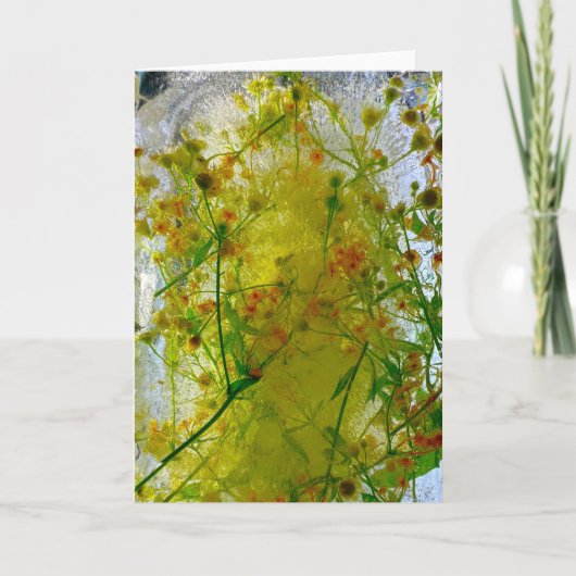 ijsbloesems, kaart (Voorkant)