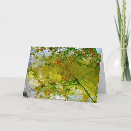 ijsbloesems, kaart (Voorkant)