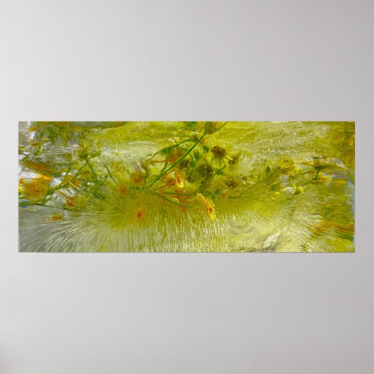 ijsbloesems, poster (Voorkant)