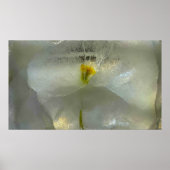 ijsbloesems, poster (Voorkant)