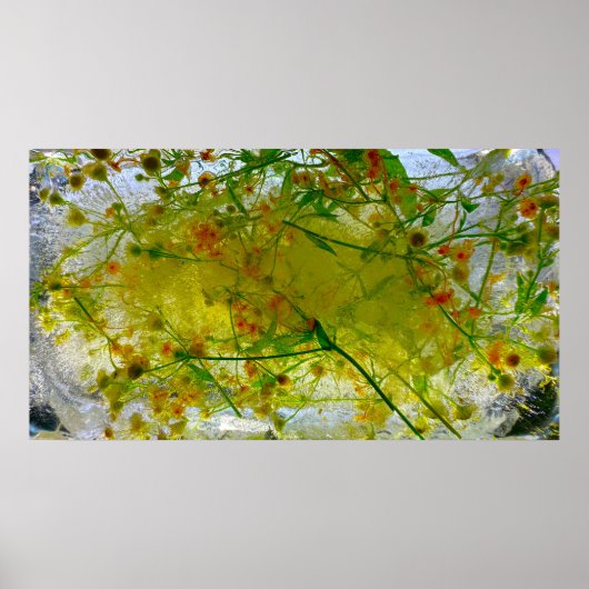 ijsbloesems, poster (Voorkant)