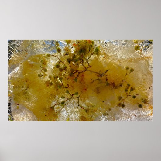 ijsbloesems, poster (Voorkant)