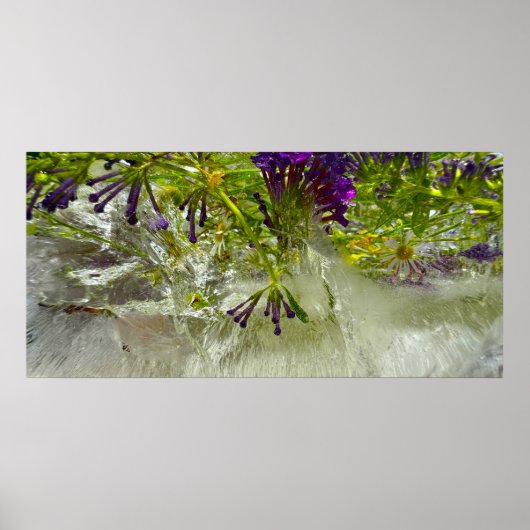 ijsbloesems, poster (Voorkant)