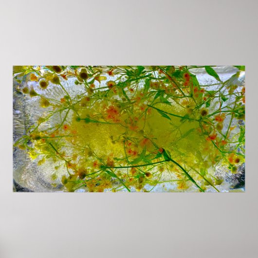 ijsbloesems, poster (Voorkant)