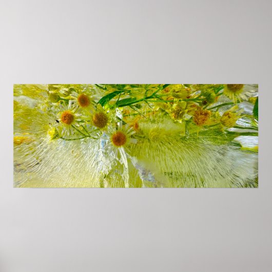 ijsbloesems, poster (Voorkant)