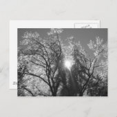 ijsboom briefkaart (Voorkant / Achterkant)