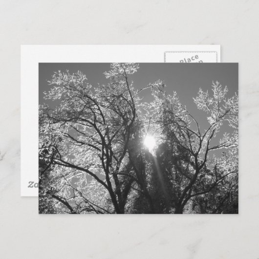 ijsboom briefkaart (Voorkant / Achterkant)