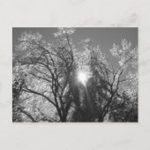 ijsboom briefkaart (Voorkant)