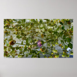 IJsdistel & klaver, Poster