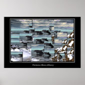 IJsdolfijnen Poster (Voorkant)