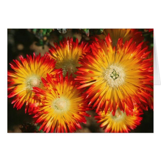 IJskruid (Lampranthus Aureus) in bloei (Voorkant Horizontaal)