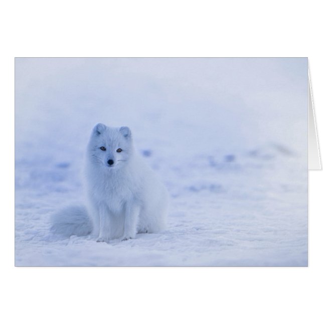 IJsland Arctic Fox (Voorkant Horizontaal)