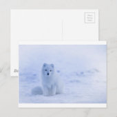 IJsland Arctic Fox Briefkaart (Voorkant / Achterkant)