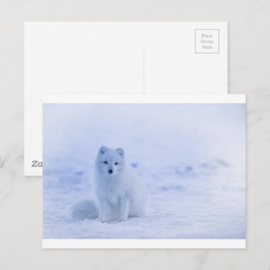 IJsland Arctic Fox Briefkaart (Voorkant / Achterkant)