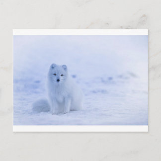 IJsland Arctic Fox Briefkaart