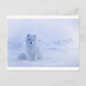 IJsland Arctic Fox Briefkaart (Voorkant)