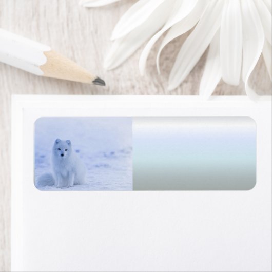 IJsland Arctic Fox Etiket (Insitu)