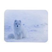 IJsland Arctic Fox Magneet (Horizontaal)