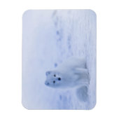 IJsland Arctic Fox Magneet (Verticaal)