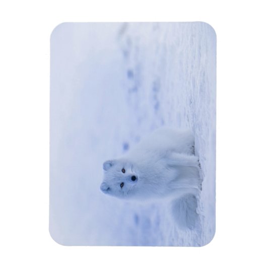 IJsland Arctic Fox Magneet (Verticaal)